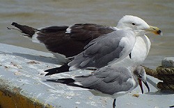 Great Black - backed Gull-Larus marinus © John Muddeman